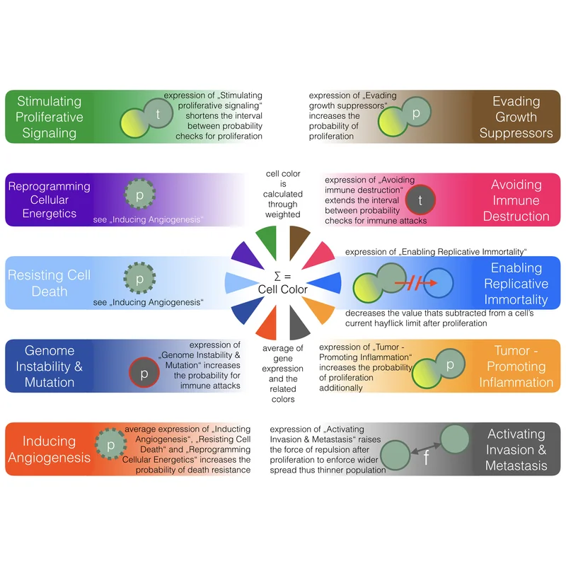 Understanding and Controlling Cancer: The Hallmark Concept Revisited – Chance, Evolution and Entropy