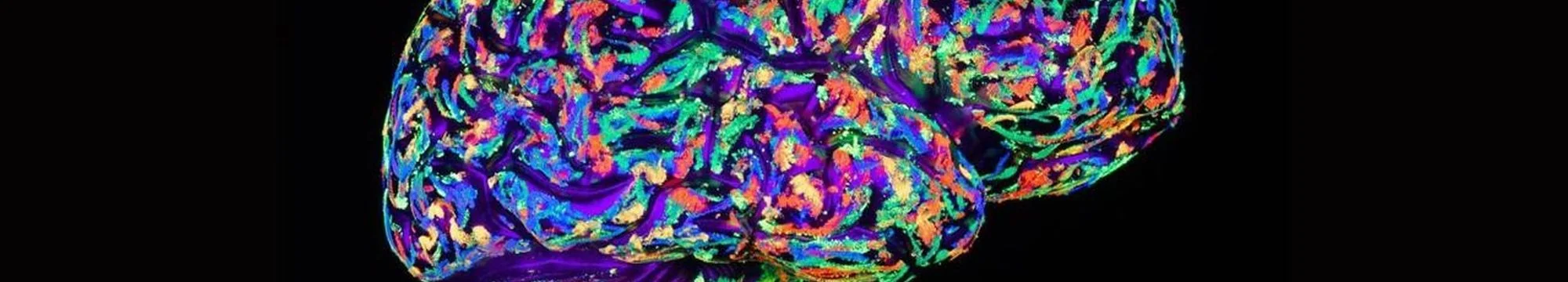 Photography and the Visual Brain