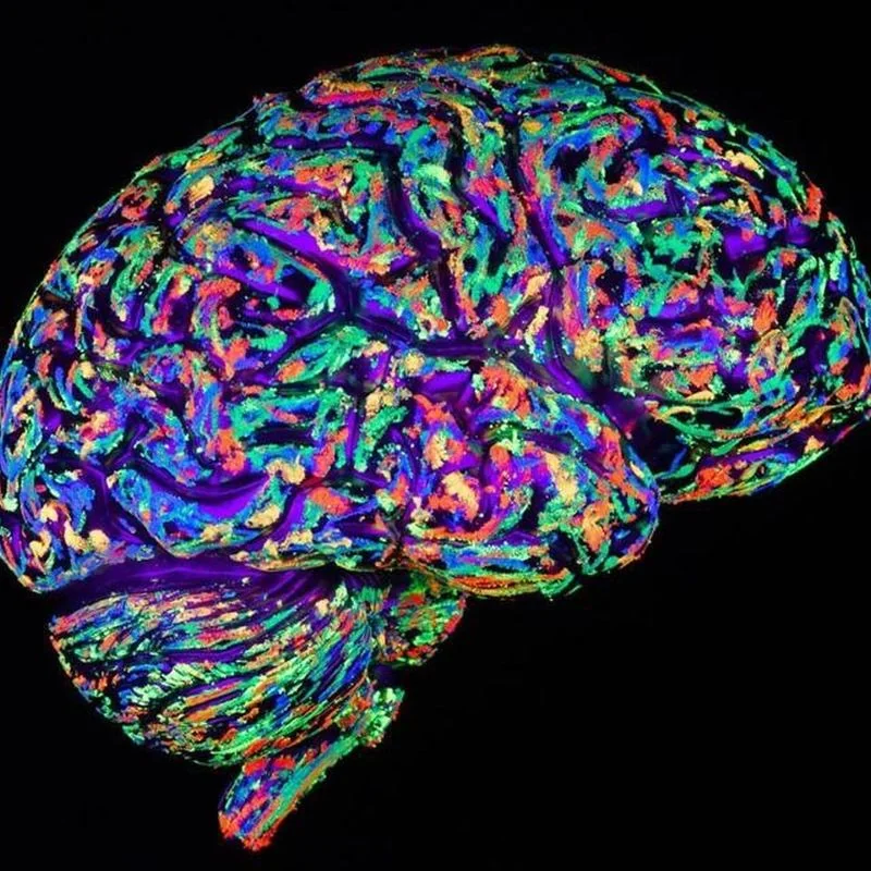 Photography and the Visual Brain