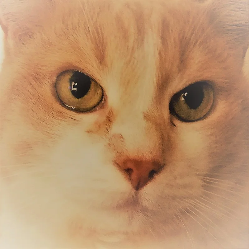 The Evolution of Harmonic Progression Analysis: Ultimate CAT