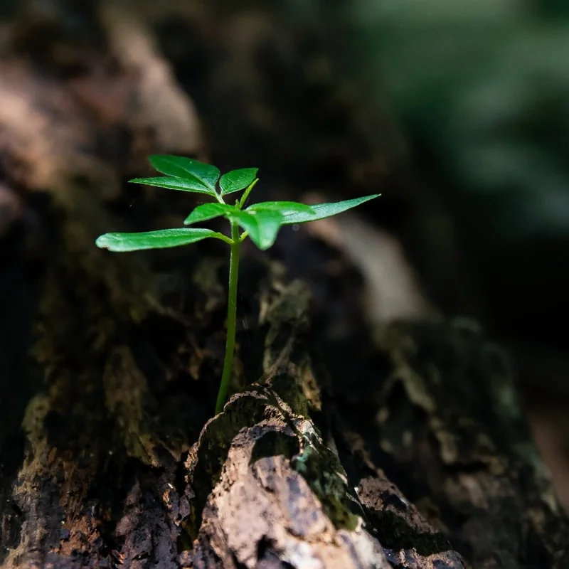 The Principles of Cancer: A Metaphor of Life?