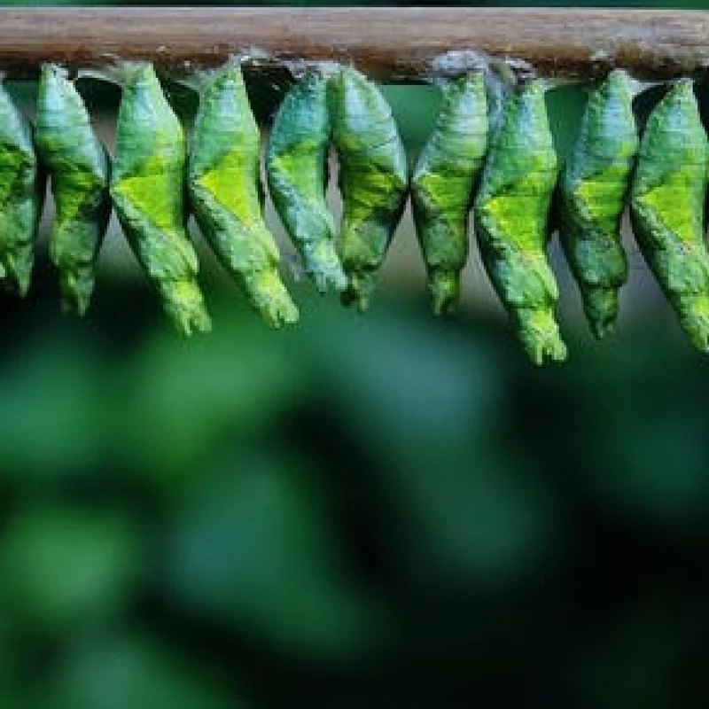 The Chrysalis Project