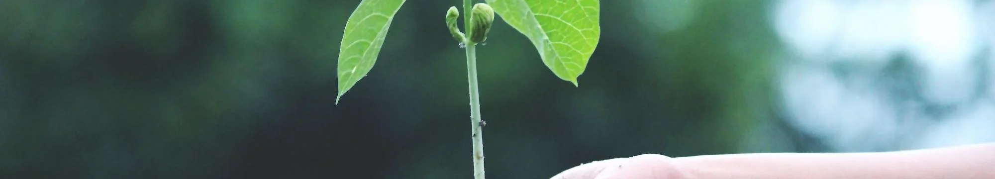 The Climate Precariat: How Climate Change Exacerbates Marginalization through Labor Displacement of the Agricultural Sector