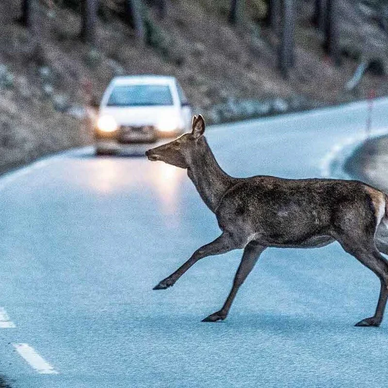 Short Communication: Wildlife Roadkill Mitigation in India