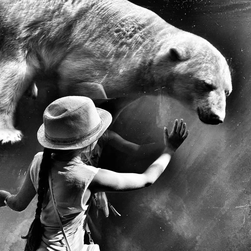 Short Communication: The Importance of Modern Zoos and Animal Sanctuaries in Promoting Wildlife Conservation and Education