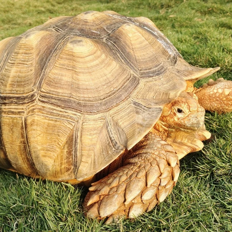 Care of Sulcata Tortoises (Centrochelys sulcata) in Captivity in India