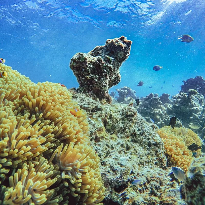 Inhibition of Microbial Biofilm by the Crude Extracts of Marine Sponge, Stylissa masa