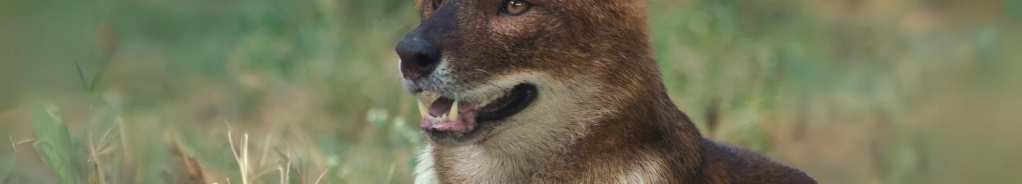 Understanding Reproductive Strategies: Courtship and Copulation Behaviours of the Asiatic Wild Dog (Cuon alpinus) in Captivity