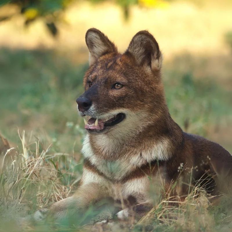 Understanding Reproductive Strategies: Courtship and Copulation Behaviours of the Asiatic Wild Dog (Cuon alpinus) in Captivity
