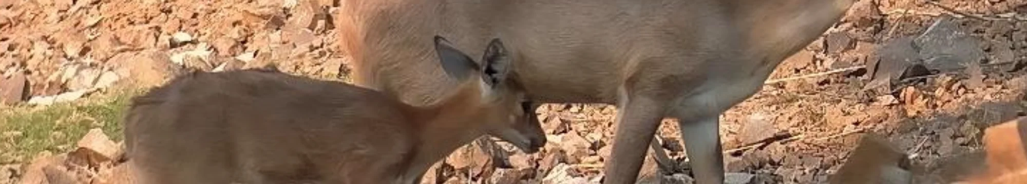 Understanding Social Behavior and Dynamics of Four-horned Antelope in Captivity