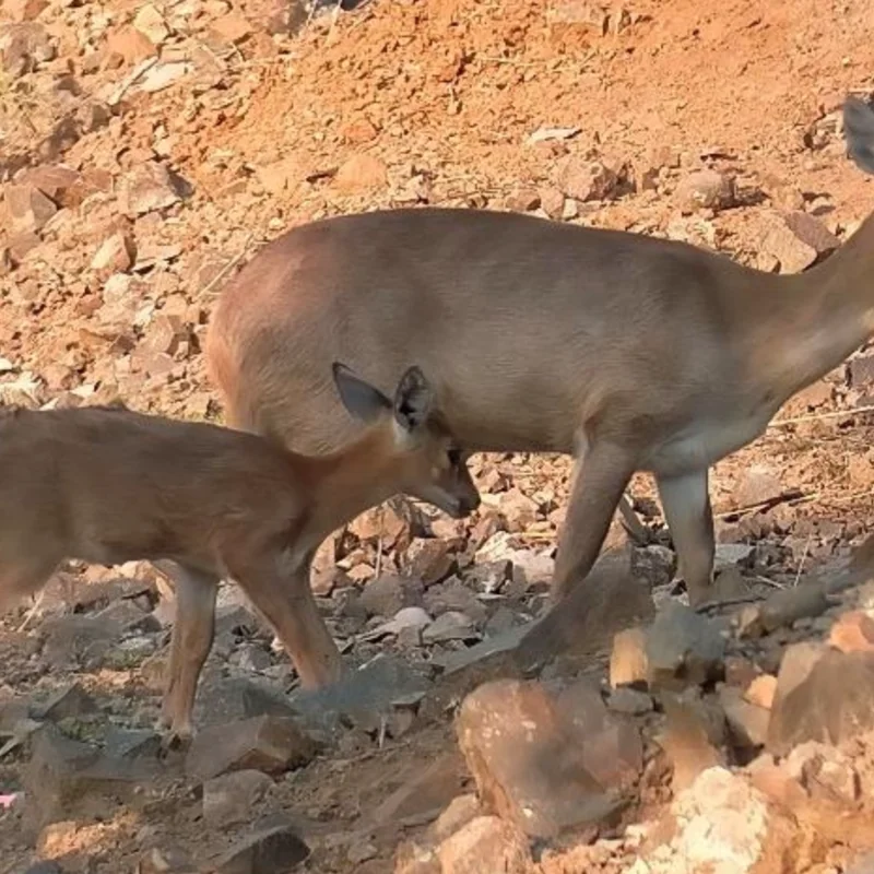 Understanding Social Behavior and Dynamics of Four-horned Antelope in Captivity