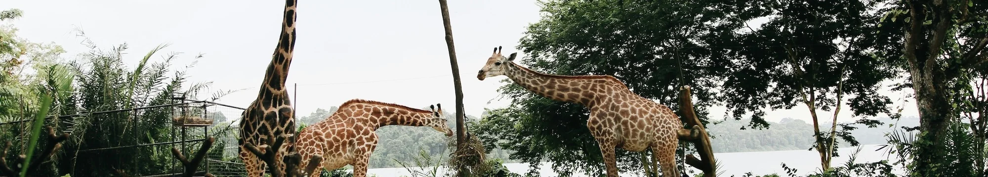 Zoo Nutrition for Wild Herbivores: An Examination of Dietary Requirements