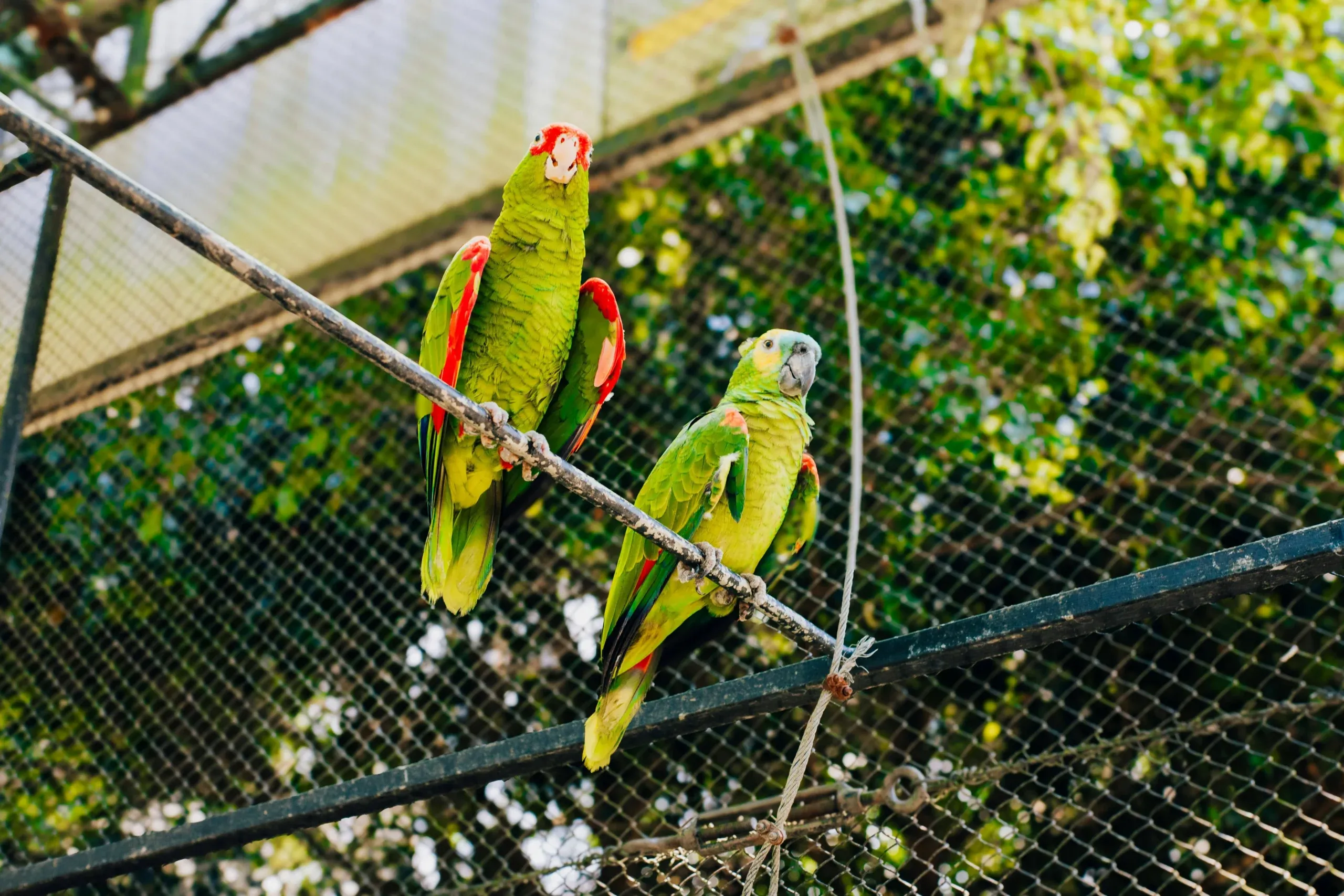 Fish and Chips: Opportunistic Carnivory and Geophagy in Parrots