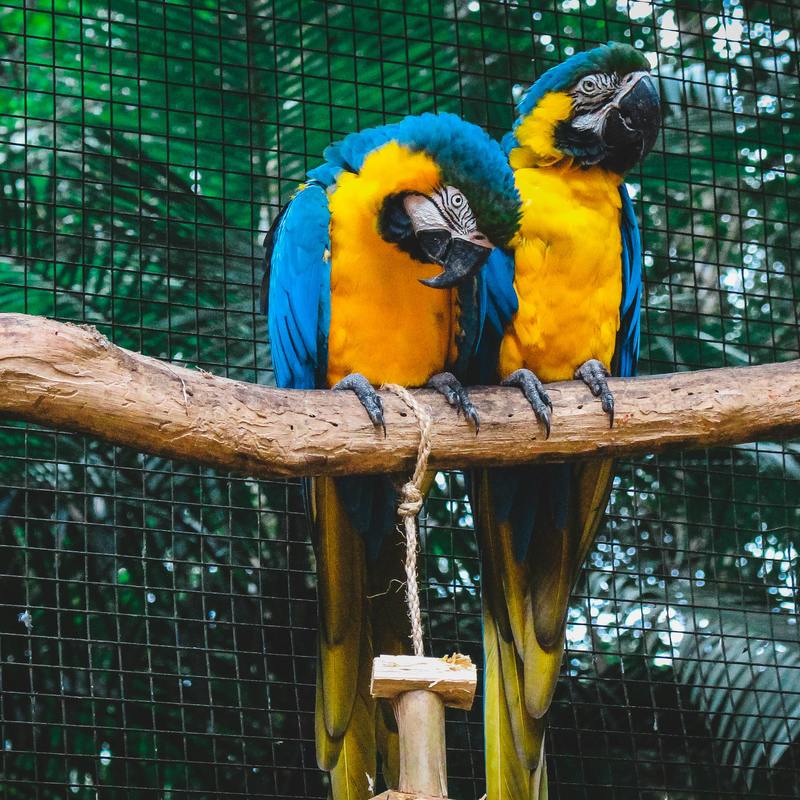 Imagens que Libertam, Gaiolas que Acusam: o Filme Rio e a Arte como Resistência ao Tráfico de Animais – Images that Liberate, Cages that Accuse: The Film Rio and Art as Resistance to Animal Trafficking