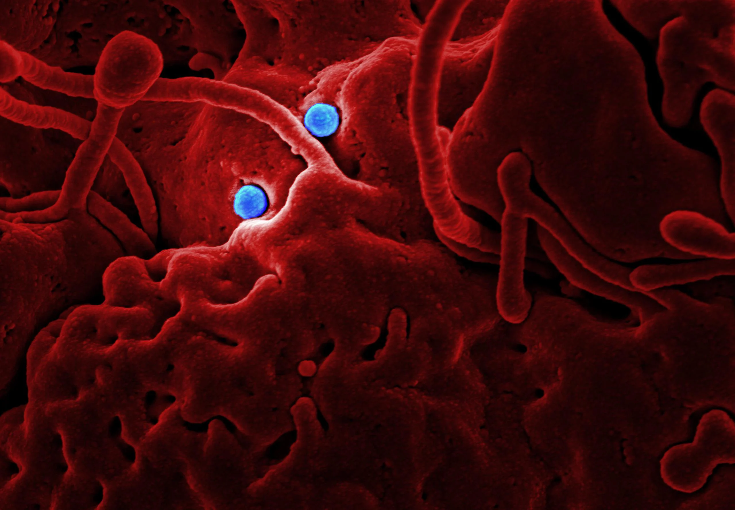 Spotlight on Cell Biology and Imaging Breakthroughs